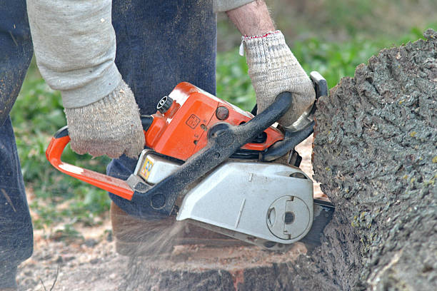 Best Hazardous Tree Removal  in USA